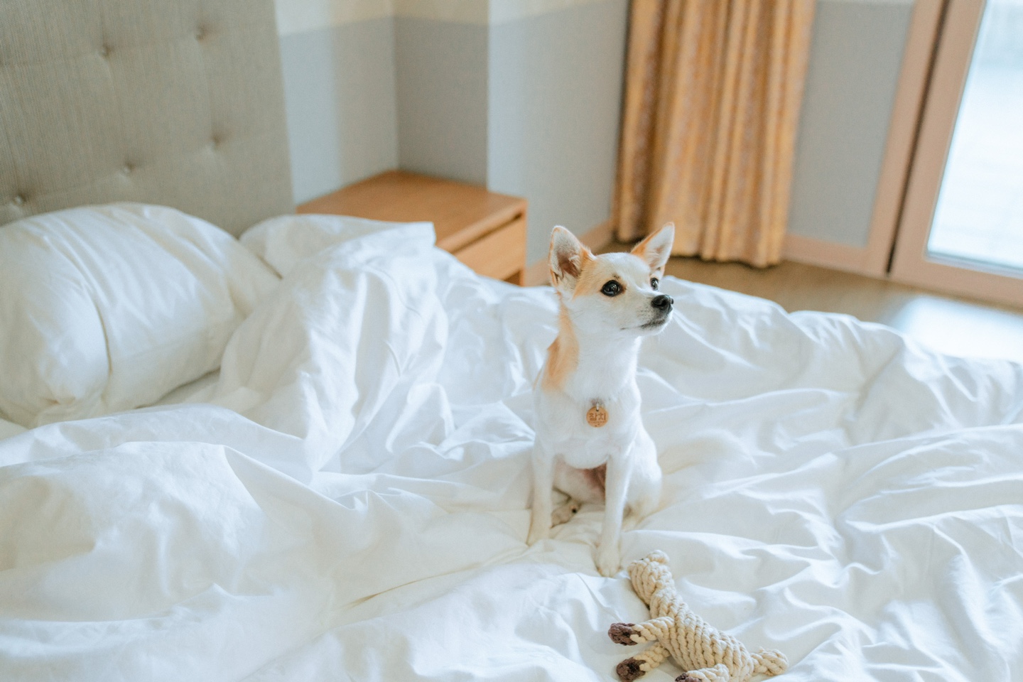 하이원리조트, 반려견 축제‘댕댕트레킹 2023’개최 하이원리조트 펫클럽객실-터보뉴스