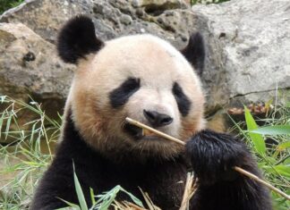 푸바오 신랑이 거지왕자? 유력 남편 후보라는 6살 수컷 사진 판다 위안멍