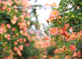 7월 여름 꽃축제 가볼만한 곳 TOP3…수도권부터 제주까지 능소화