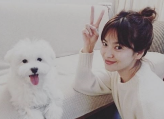 삼성동 주택 차량 파손…송혜교 집 공사 중 발생했다