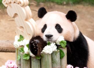 푸바오 굿즈 사고 싶다면 필독…예약방법, 세트별 구성, 가격은? 판다 푸바오