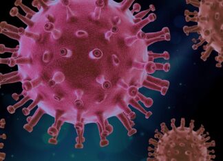 백신도 무의미? ‘피롤라’ 등장에 비상…새 변이가 진짜 무서운 이유 코로나 바이러스