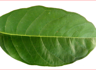 당뇨에 좋은 바나바잎? 그 효능과 부작용은? 당뇨에 좋은 바나바잎의 효능과 부작용은?