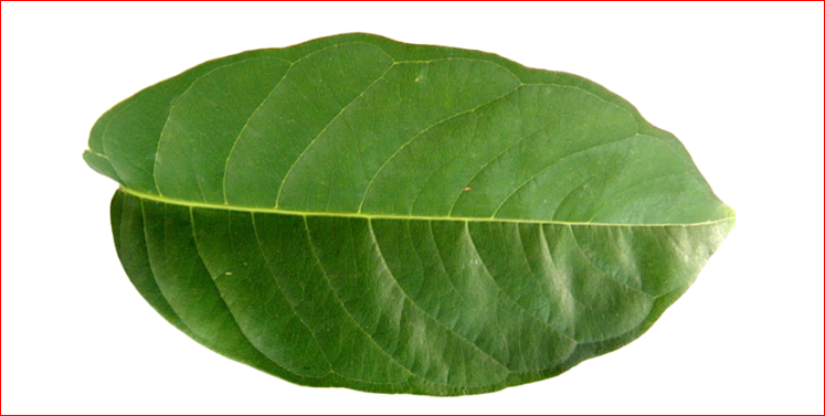 당뇨에 좋은 바나바잎의 효능과 부작용은?