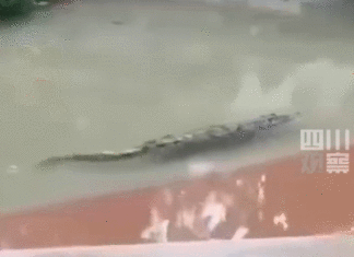 물난리 틈타 농장 탈출한 악어 75마리, 섬뜩한 현장 영상 중국 광둥성 탈출 악어