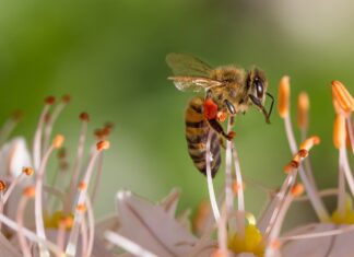 추석 벌초 전 꼭 알아둬야 할 벌 쏘임 사고 예방·치료법 벌