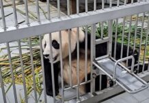 시진핑 경주 APEC 오자 “푸바오 내놔” 시위 시작한 단체 푸바오