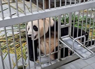 시진핑 경주 APEC 오자 “푸바오 내놔” 시위 시작한 단체 푸바오