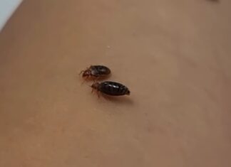 서울시 빈대 절반이 여기에서 나왔다 빈대