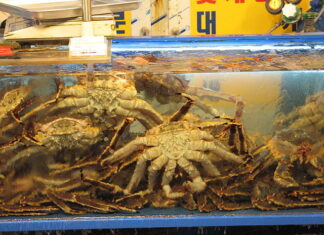 ‘썩은 대게’판 노량진수산시장 상인, 결국 영업중단… 노량진수산시장 대게 판매점 모습