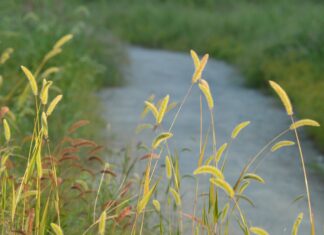 실종된 김해 쌍둥이 형제, 하천변에 나란히 누워 숨져 있었다 하천 하천변