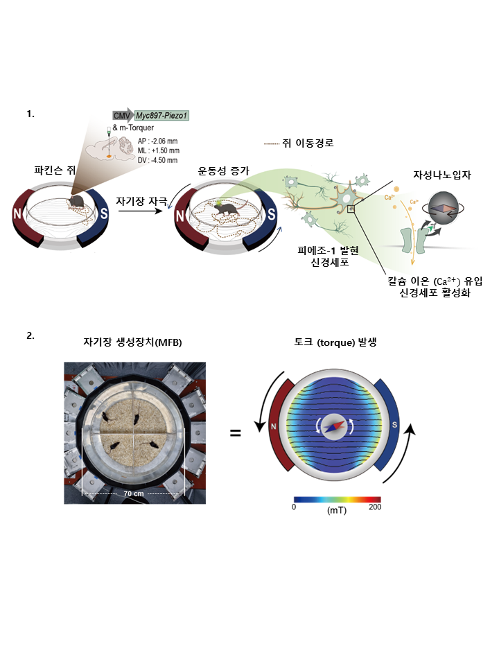 ‘자기장’ 이용해 무선으로 파킨슨병 치료한다