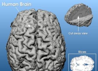 국내 과학자들 파킨슨병 치료방법 찾아냈다 ‘자기장’ 이용해 무선으로 파킨슨병 치료한다