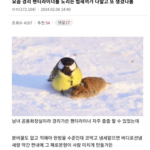팬티라이너1
