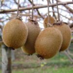 640px-Kiwis_006eue