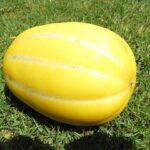 640px-Starr-100611-6930-Cucumis_melo-Korean_melon_fruit-Olinda-Maui_25013616926