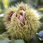 Castanea_crenata_5_cropped