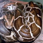 Python_molurus_molurus_2