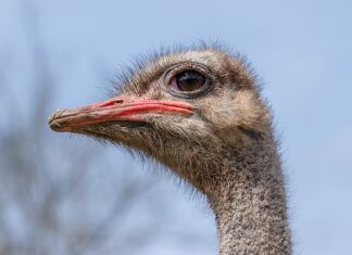 Ostrich on the Loose: Chaos on the Streets of Seoul as Two Escapees Cause a Ruckus 타조