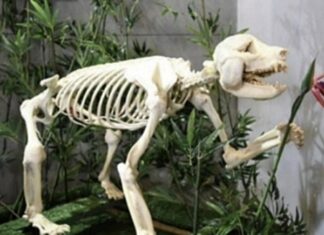 푸바오 외할머니 판다 신니얼의 충격적인 근황 신니얼 판다