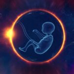 embryo-7036773_1280