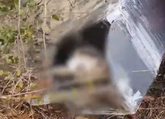 전남 완도 산책로서 길고양이 36마리 떼죽음당했다