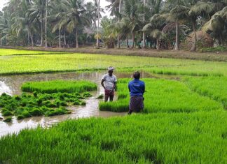 창업농 할만하네?? 정책자금 최대 5억 지원하는 곳은 어디? 농사