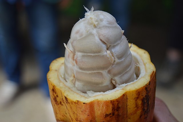 Cocoa beans in cocoa pod at El Trapiche in Costa Rica