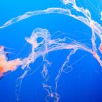 Jellyfish_79552693