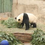 giant-panda-7716925_1280