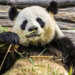 panda-3555554_1280