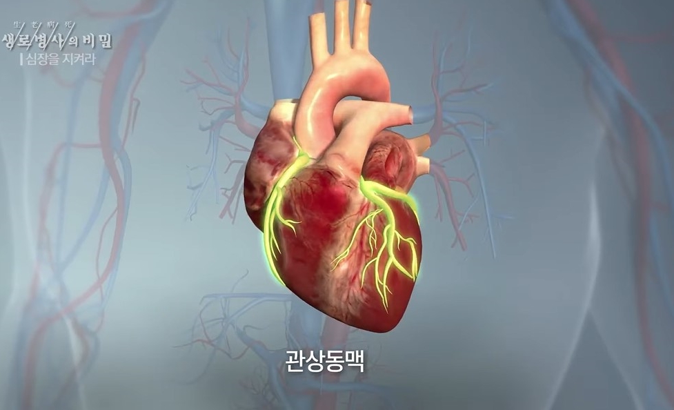 관상동맥 심장