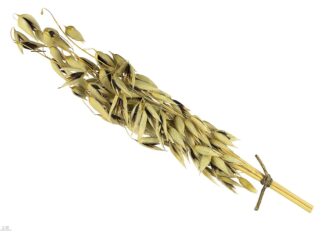 몸에 좋은 건 알았지만…’국산 귀리’ 이 정도였나 귀리