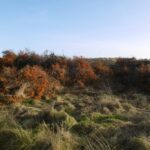 Buckthorn_clearance_-_geograph.org_.uk_-_5220980