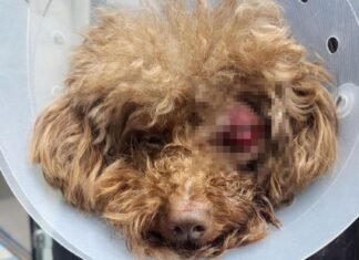 안구 돌출될 때까지 때렸다…CCTV보고 무너진 견주(영상)