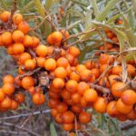 Sea_Buckthorn_(Hippophae_rhamnoides)_-_geograph.org.uk_-_6295649