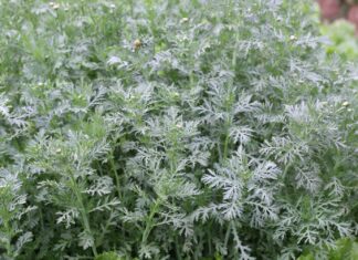 젊고 튼튼한 혈관 만드는 쑥갓의 엄청난 효능 쑥갓