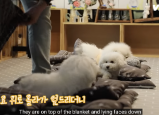 우리집 강아지 유치원 탈락한 썰