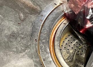 바퀴벌레 무더기로 나온 부산 백화점 푸드코트 식당 바퀴벌레