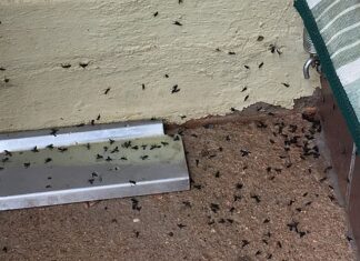 서로 붙어 다니는 러브버그 작년보다 빨리 출몰한 이유는? 러브버그때