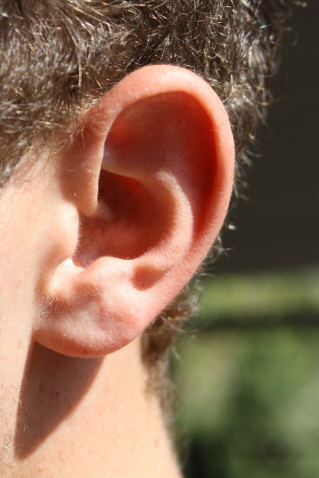 사람 귀