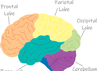 “통증과 쾌락은 한 뿌리”…IBS 뇌과학이미징연구단, ‘감정 예측 모델’ 개발
