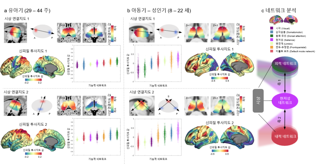 시상 연결지도와 신피질 투사지도
시상 연결지도와 신피질 투사지도로 뇌 발달 단계에 따른 연결성의 변화를 보여준다. (a)에서는 유아기(29~44주)의 시상 연결지도 1, 2와 신피질 투사지도 1, 2가 감각 운동 네트워크의 초기 분화를 나타낸다. (b)에서는 어린이와 성인 초기(8~22세)의 지도를 보여주며, 현저성 네트워크(salience network)와의 연결성 확립 및 외부지향 시스템과 내부지향 시스템 간의 구분을 보여준다. 이는 각 신피질 투사지도의 파란색 영역의 위치에서 확인할 수 있는데 지도 1의 경우 외부지향 네트워크를, 지도 1의 경우 내부지향 네트워크를 나타낸다. 각 신피질 투사지도 옆 상자 그림에서는 대뇌피질을 7개의 주요 기능적 네트워크로 구분한 뇌 지도인 ‘Yeo-Krienan 7 네트워크 아틀라스’를 기반으로 신피질 투사지도의 값을 정렬했다. (c)에서는 어린이와 청소년기의 신피질 투사지도에서 도출된 내외부 축의 구분을 도식화해 현저성 네트워크의 중요한 역할을 보여준다. / IBS