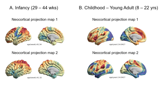발달 단계에 따른 신피질 투사지도의 변화 영상(29~44주, 8~22세)
이 영상은 나이에 따른 그라디언트(gradient)의 발달을 보여준다. 29~44주와 8~22세 동안의 신피질 투사지도의 변화를 시각적으로 나타내며, 나이에 따라 신피질 영역화가 어떻게 발달하는지를 보여준다. 이는 뇌 발달 연구에 중요한 통찰을 제공하고 시상-대뇌피질 연결성의 기능적 변화와 세분화를 이해하는 데 기여한다.

