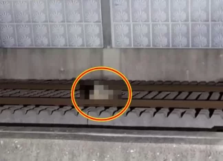 “동물 친 것 같다” 기관사 신고, 출동해 보니 여성 숨져있었다