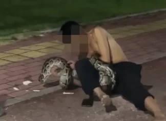 술 취해 길에서 자다가 2m 거대 비단뱀에 몸 감긴 남성