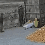 GIF1