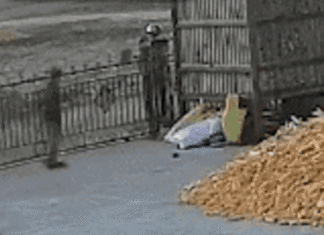 마을 내려온 백두산 호랑이, 대문 앞 사람 보고 돌진하는 영상