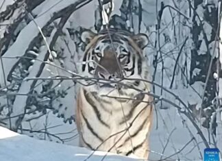 백두산에서 30년 만에 발견된 진짜 백두산 호랑이 사진 백두산 호랑이