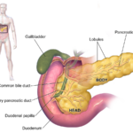 1125px-Blausen_0699_PancreasAnatomy2